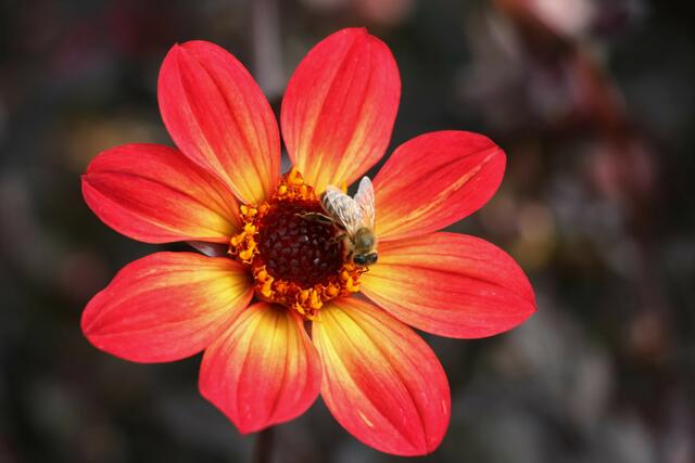 Biene besucht rotgelbe Dahlie