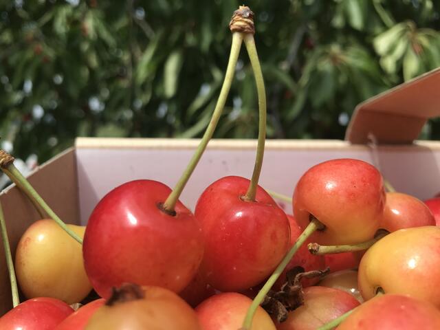 Büttners Rote Knorpelkirschen