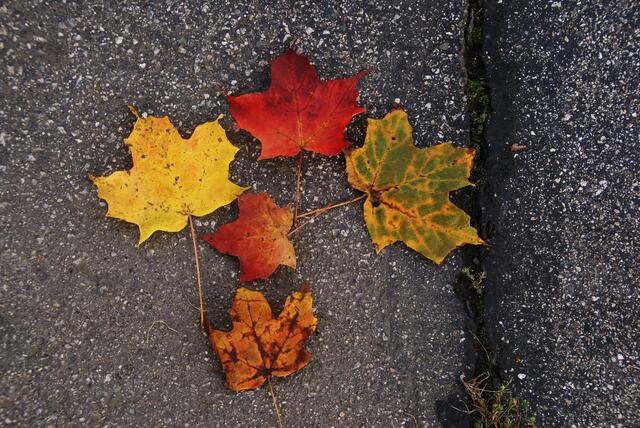 herbstlich