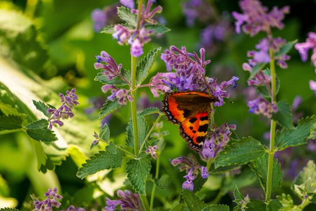 Schmetterling im Allgäu