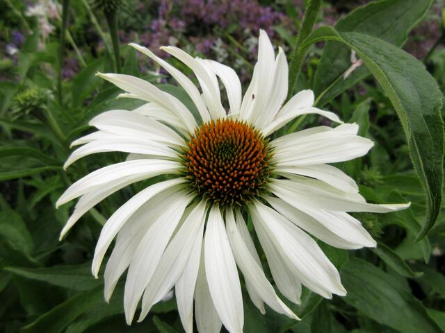 Echinacea, Sonnenhut