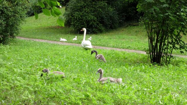 Trotz der vielen Gewitter in den letzten Tagen, der großen Schwanenfamilie im Pfühlpark geht es gut. Der Rest sitzt mit dem zweiten Elternteil hinter dem Busch links.