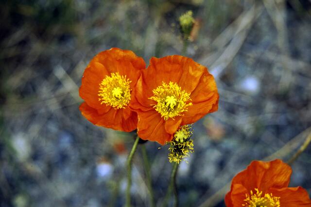 Mohn, das unerschöpfliche Thema