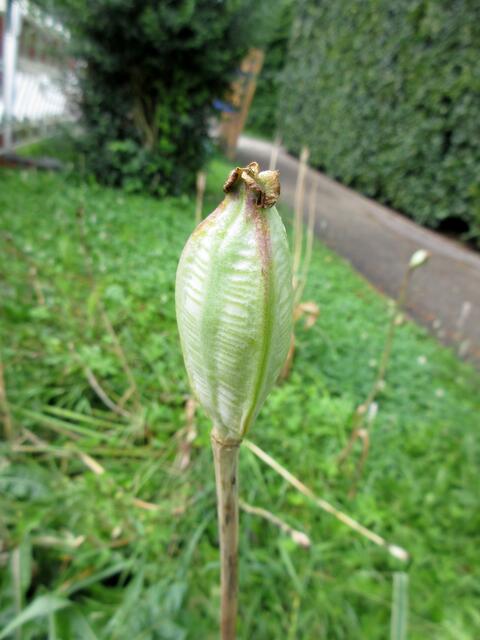 An der Kirschenallee sind die ... inzwischen verblüht. Rätsel: Na, wer kann mir sagen von welcher Blume diese Samenkapsel stammt? Auflösung folgt