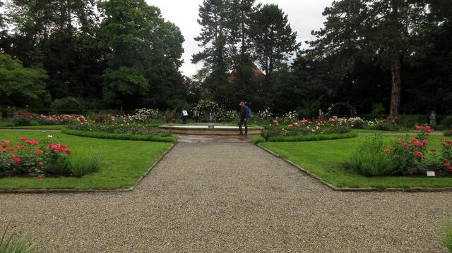 Bis auf die Rosengärtnerin gehörte der Rosengarten der Gruppe ganz alleine.