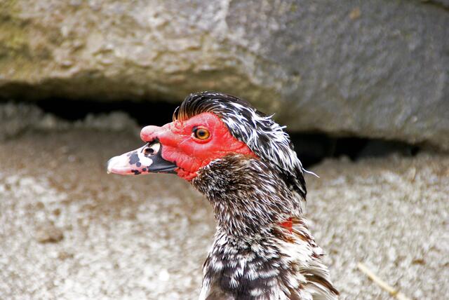 Ente mit goldenem Auge
