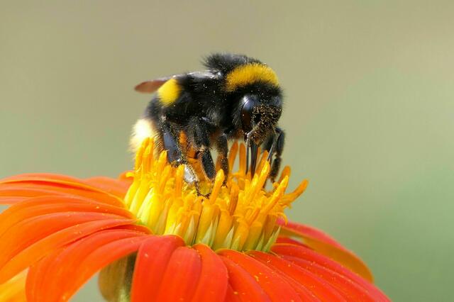 Pflanzen- und Insektenwelt