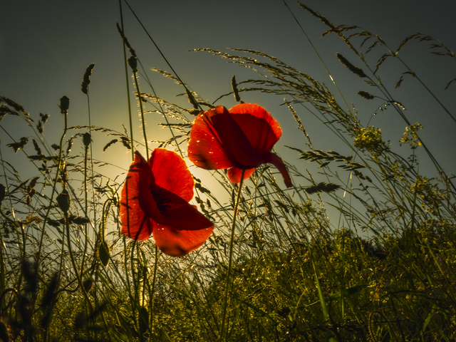 Klatschmohn...