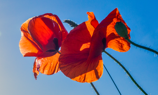 Klatschmohn..