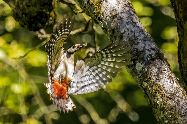Buntspecht im Anflug im goldenen Abendlicht