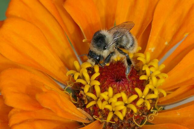 Pflanzen- und Insektenwelt