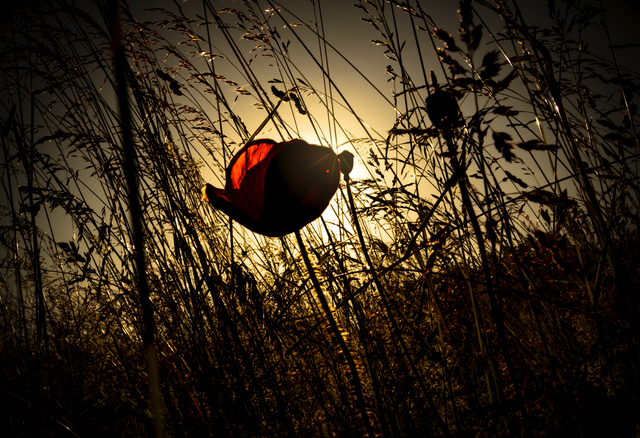 Klatschmohn...