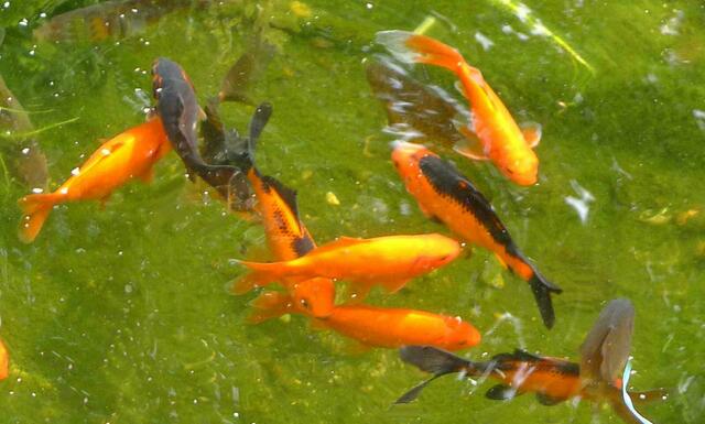 schwimmende Nationalfarben