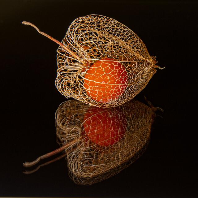 Physalis