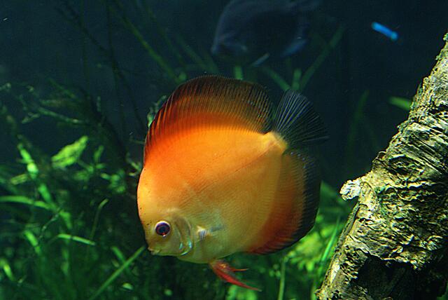 Fisch in den Landesfarben