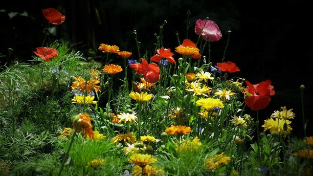 Bild-Ausschnitt aus unserer Blumenwiese im Garten.