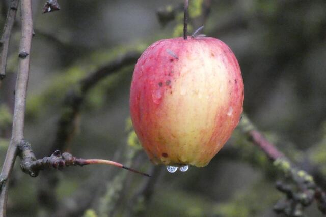 Ein goldroter Apfel zum nachtisch