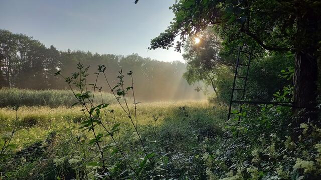 Im Morgenlicht zwischen Wald und Wiese