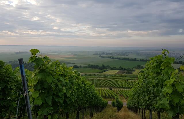 Traumhafter Weitblick vom Heuchelberg - den Wolken ganz nah