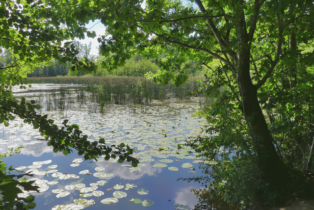 Stille am Bleichsee