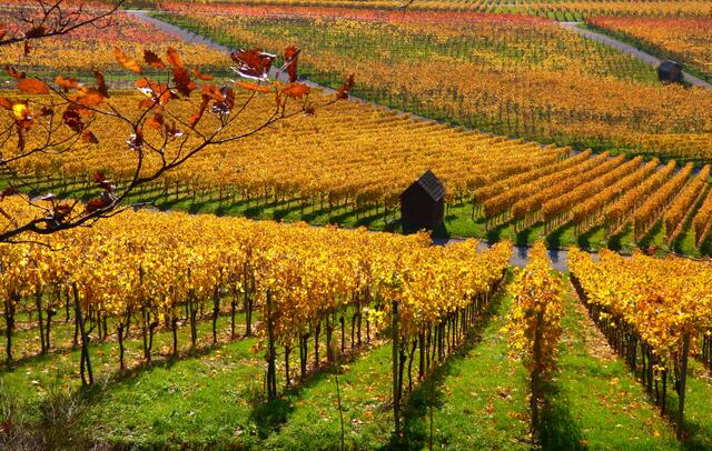 Eintauchen in den goldenen Herbst - Weinberge Heilbronn