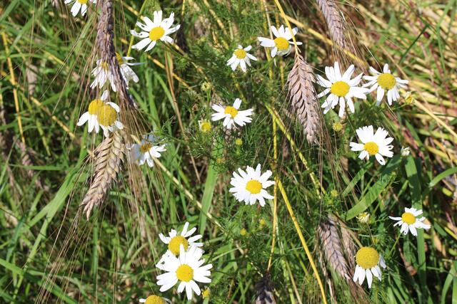 Urgetreide und Margariten