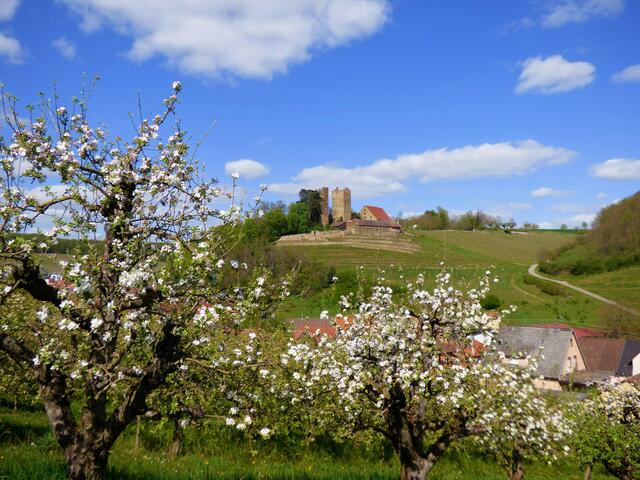Burg Neipperg im Frühlingskleid