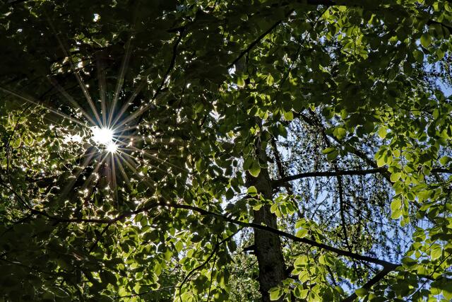 Durch die dichten Blätter im Wald entstehen wunderschöne Schattenspiele. | Foto: Michael Harmsen