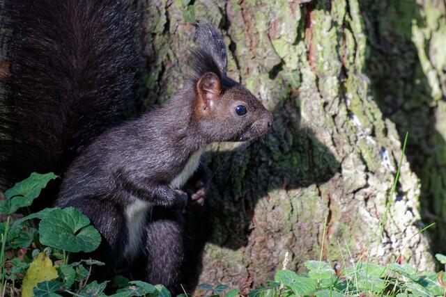Guck guck - Schattenspiele mit den Eichhörnchen! | Foto: Wolfgang Kynast