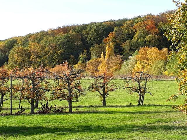 Es herbstelt bei Neipperg