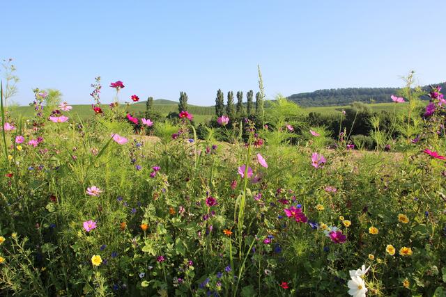 Wie in der Toscana? Nein in Flein
