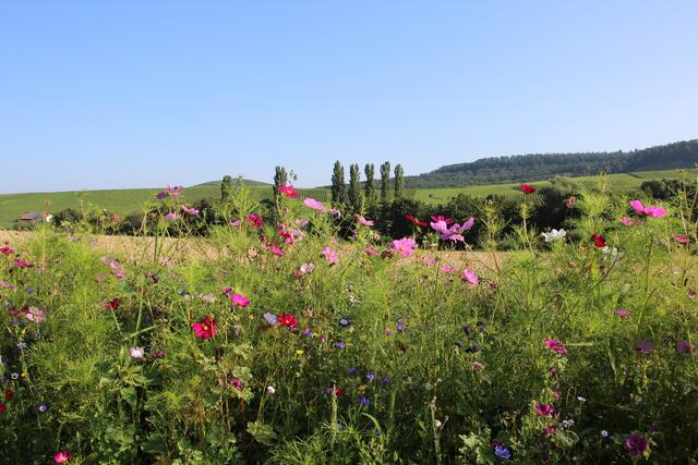 Wie in der Toscana? Nein in Flein