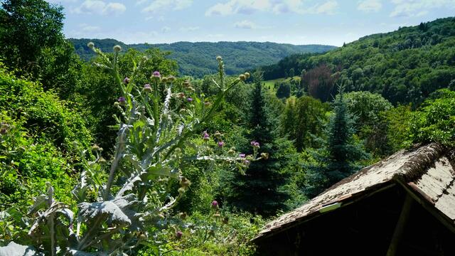 Südliches Flair in den Löwensteiner Bergen bei Maienfels