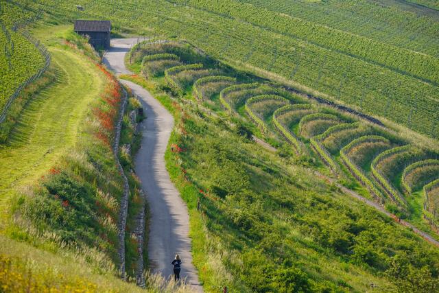 Spaziergang in den Weinbergen bei Ingelfingen im Frühling ist wunderschön, wenn überall der Mohn blüht