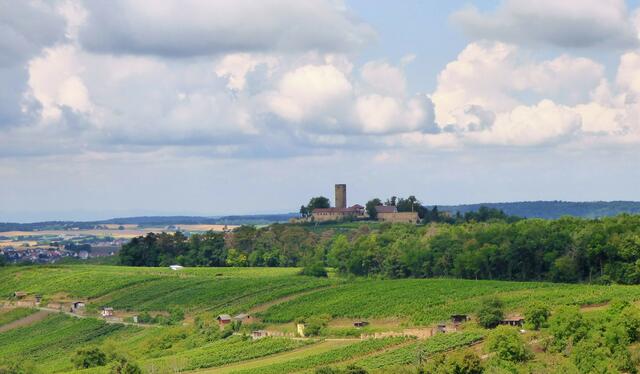 Die Ravensburg thront über den Weinbergen und blickt ins weite Land