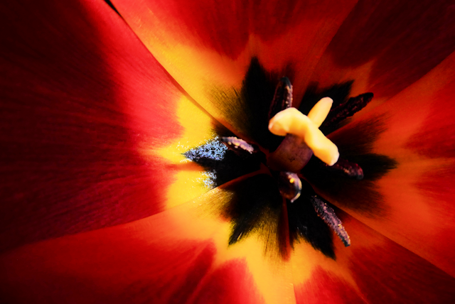 Natur in Nationalfarben. Das Gewinnerbild zum Gewinnspiel Schwarz-Rot-Gold. | Foto: Anneliese Schmidt