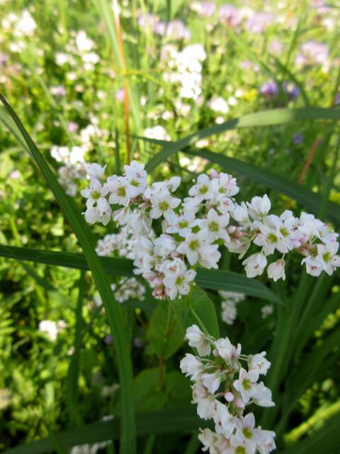 Das sind Blüten des Buchweizens. Er steht zusammen mit Ringelblumen und Büschelschön auf einem Feld, das momentan den Insekten und Bienen zu Gute kommt.