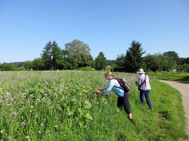 Der blühende Acker ist auf jeden Fall eine Fotopause wert.