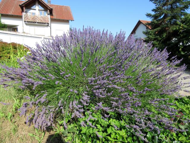 Einen herrlichen Duft verströmt der große Lavendelbusch, der noch in voller Blüte ist.