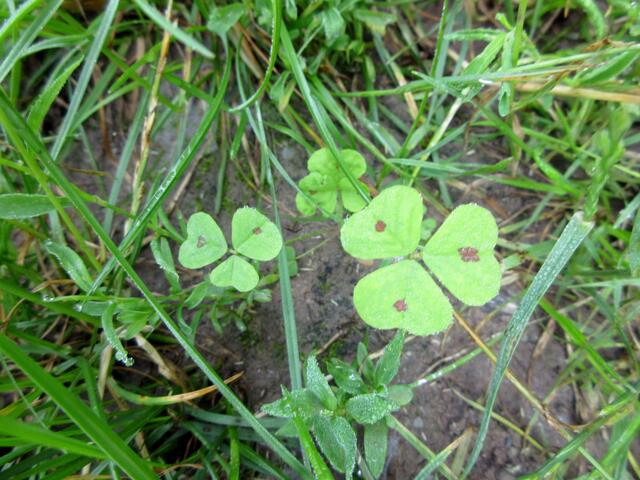 Arabischer Schneckenklee, ein Neophyt aus dem Mittelmeerraum, auch Gefleckter Schneckenklee genannt. Er mag nährstoffreiche Lehm- oder Kiesböden, wie hier am Altenberg