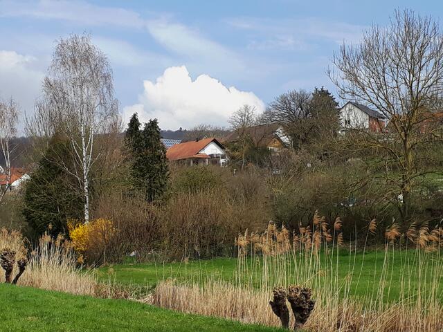 Riedgras und Kopfweiden bei Ochsenbach