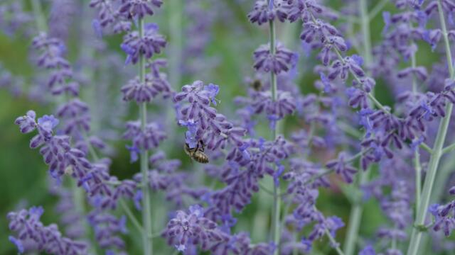 Blumen am Simonsberg Untersteinbach
