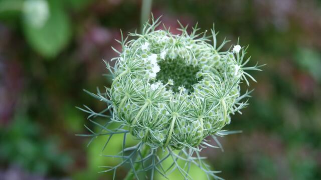 Blumen am Simonsberg Untersteinbach