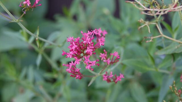 Blumen am Simonsberg Untersteinbach