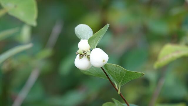 Blumen am Simonsberg Untersteinbach