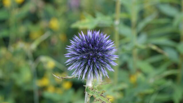 Blumen am Simonsberg Untersteinbach
