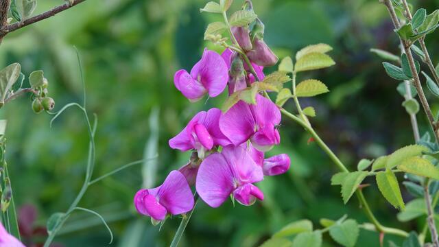 Blumen am Simonsberg Untersteinbach