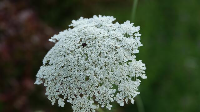 Blumen am Simonsberg Untersteinbach