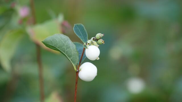 Blumen am Simonsberg Untersteinbach