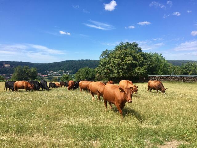 Mein kleines Allgäu (Michaelsberg bei Gundelsheim)